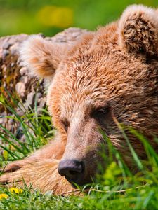 Preview wallpaper bear, face, tired, grass, lie