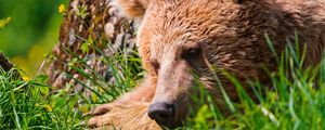 Preview wallpaper bear, face, tired, grass, lie