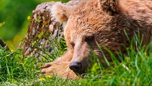 Preview wallpaper bear, face, tired, grass, lie