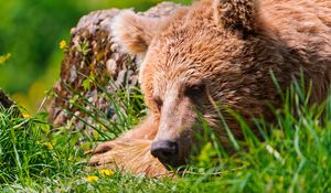 Preview wallpaper bear, face, tired, grass, lie