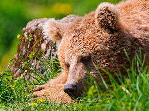 Preview wallpaper bear, face, tired, grass, lie