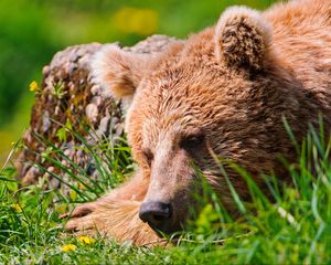 Preview wallpaper bear, face, tired, grass, lie