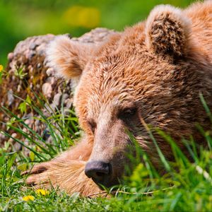 Preview wallpaper bear, face, tired, grass, lie