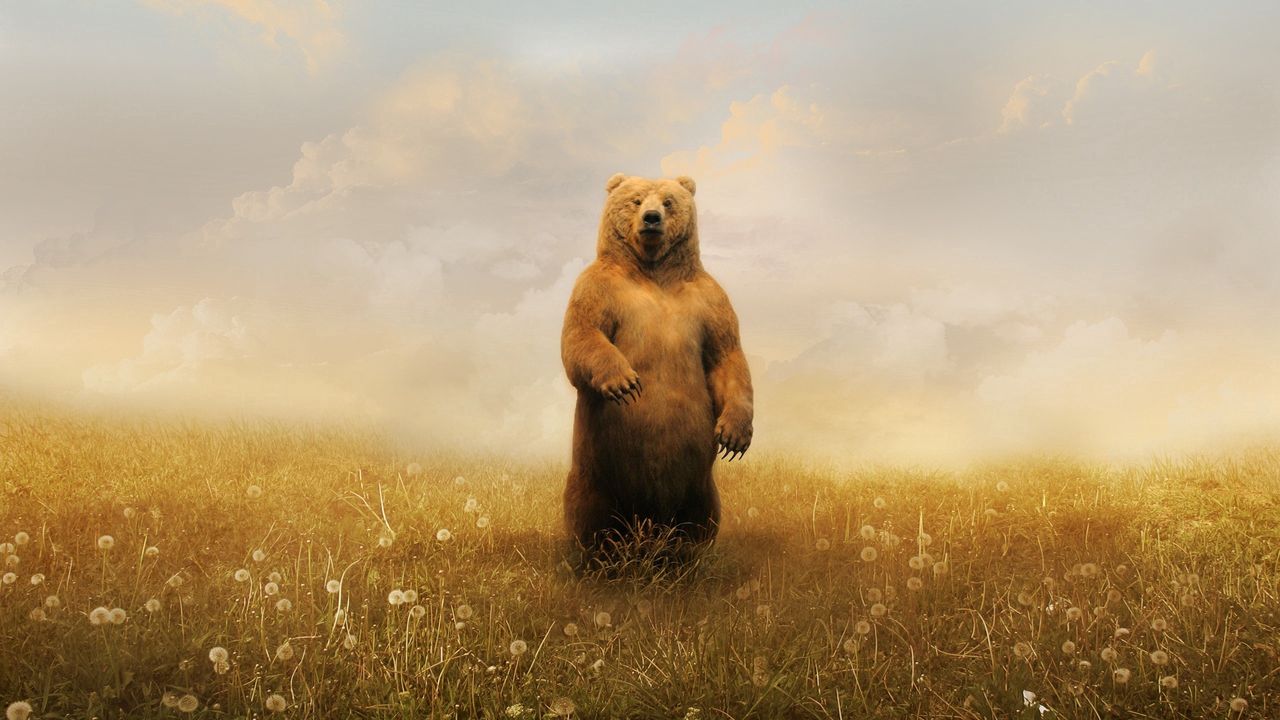 Wallpaper bear, field, flowers, walk, brown