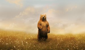 Preview wallpaper bear, field, grass, sky