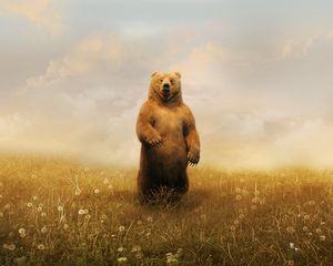 Preview wallpaper bear, field, grass, sky