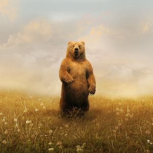 Preview wallpaper bear, field, grass, sky