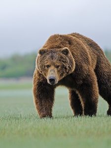 Preview wallpaper bear, forest, grass, walk