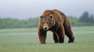 Preview wallpaper bear, forest, grass, walk