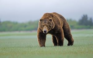 Preview wallpaper bear, forest, grass, walk