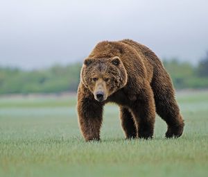 Preview wallpaper bear, forest, grass, walk