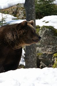 Preview wallpaper bear, forest, winter, snow