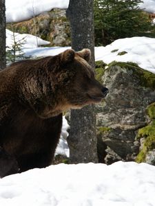 Preview wallpaper bear, forest, winter, snow