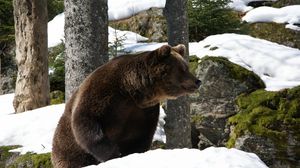 Preview wallpaper bear, forest, winter, snow