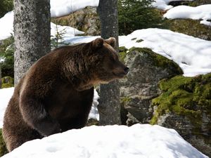 Preview wallpaper bear, forest, winter, snow