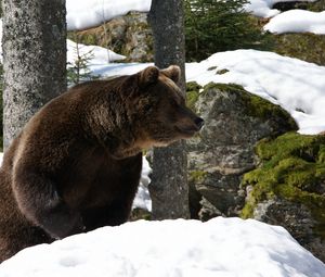 Preview wallpaper bear, forest, winter, snow