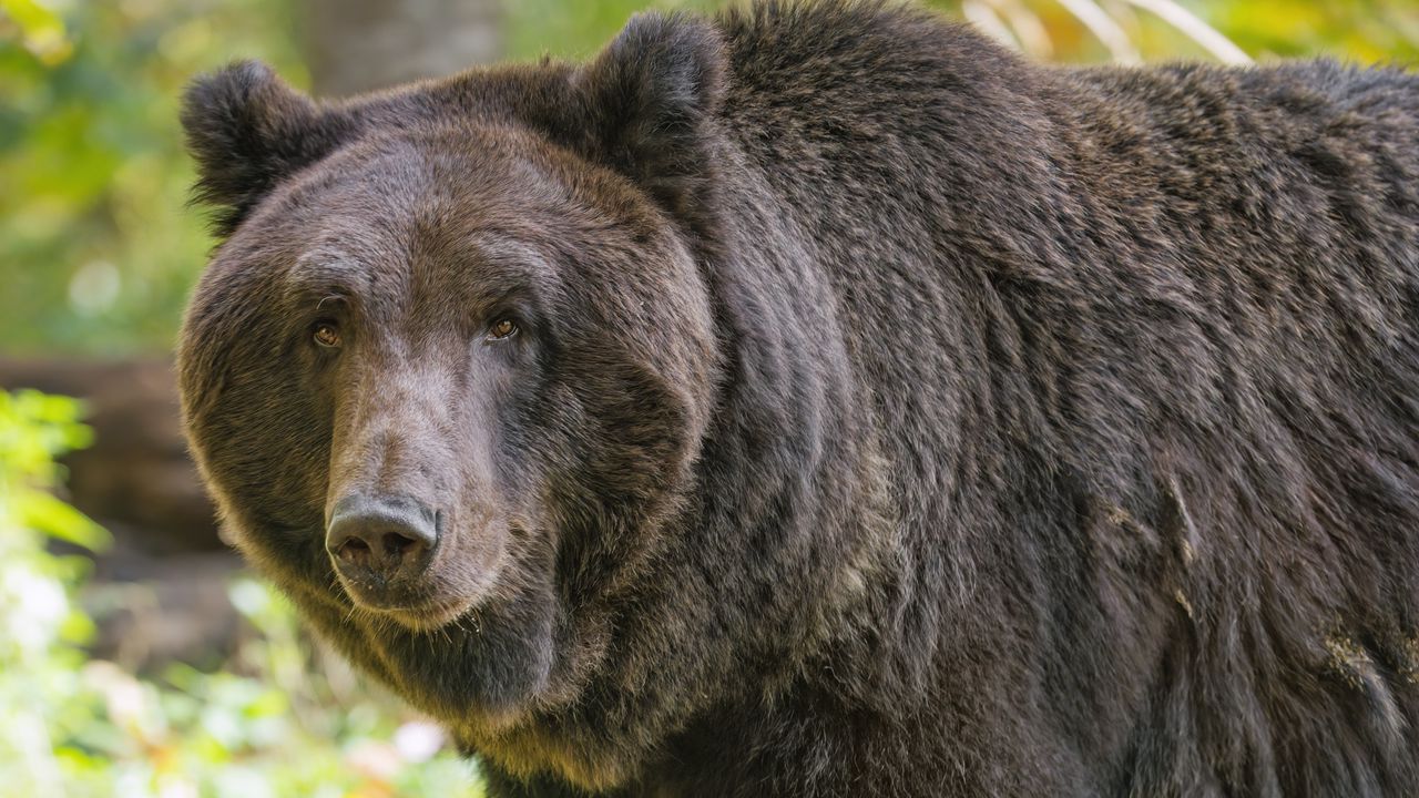 Wallpaper bear, glance, grass, leaves, animal