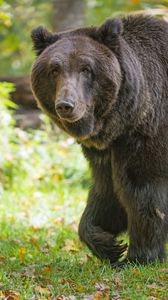 Preview wallpaper bear, glance, grass, leaves, animal