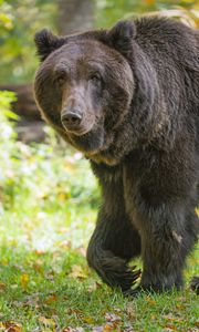 Preview wallpaper bear, glance, grass, leaves, animal