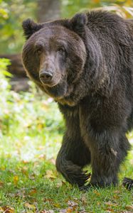 Preview wallpaper bear, glance, grass, leaves, animal