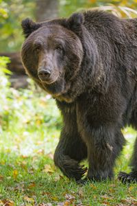 Preview wallpaper bear, glance, grass, leaves, animal