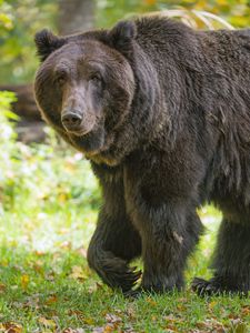 Preview wallpaper bear, glance, grass, leaves, animal