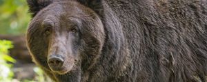 Preview wallpaper bear, glance, grass, leaves, animal