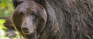 Preview wallpaper bear, glance, grass, leaves, animal