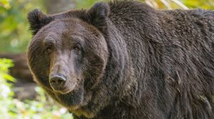 Preview wallpaper bear, glance, grass, leaves, animal