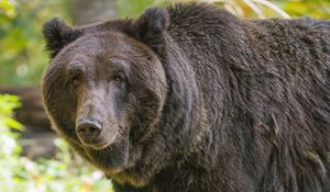 Preview wallpaper bear, glance, grass, leaves, animal
