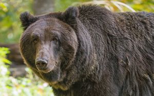 Preview wallpaper bear, glance, grass, leaves, animal