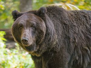 Preview wallpaper bear, glance, grass, leaves, animal