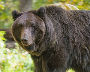 Preview wallpaper bear, glance, grass, leaves, animal