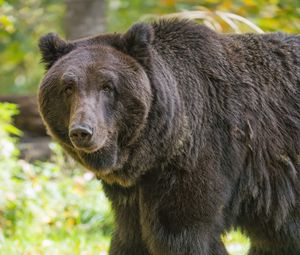 Preview wallpaper bear, glance, grass, leaves, animal