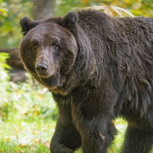 Preview wallpaper bear, glance, grass, leaves, animal