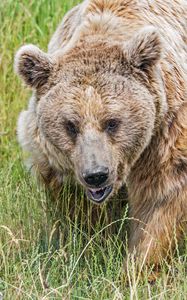 Preview wallpaper bear, grass, animal, wildlife