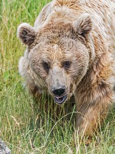 Preview wallpaper bear, grass, animal, wildlife