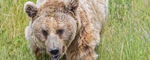 Preview wallpaper bear, grass, animal, wildlife