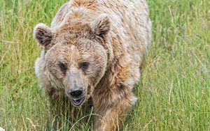 Preview wallpaper bear, grass, animal, wildlife