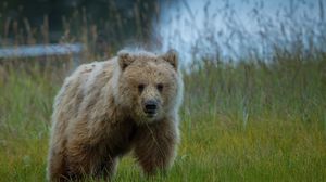 Preview wallpaper bear, grass, baby