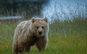 Preview wallpaper bear, grass, baby