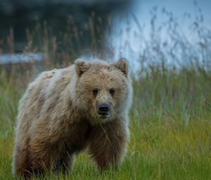 Preview wallpaper bear, grass, baby