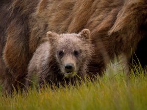 Preview wallpaper bear, grass, baby