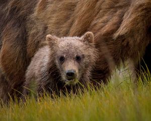 Preview wallpaper bear, grass, baby