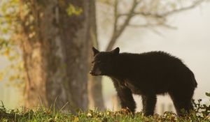 Preview wallpaper bear, grass, brown, calf