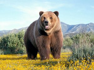 Preview wallpaper bear, grass, flowers, brown