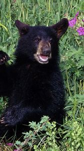 Preview wallpaper bear, grass, flowers, baby, walk