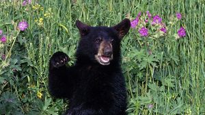 Preview wallpaper bear, grass, flowers, baby, walk