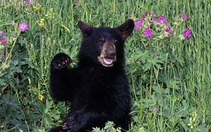 Preview wallpaper bear, grass, flowers, baby, walk