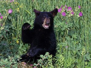 Preview wallpaper bear, grass, flowers, baby, walk